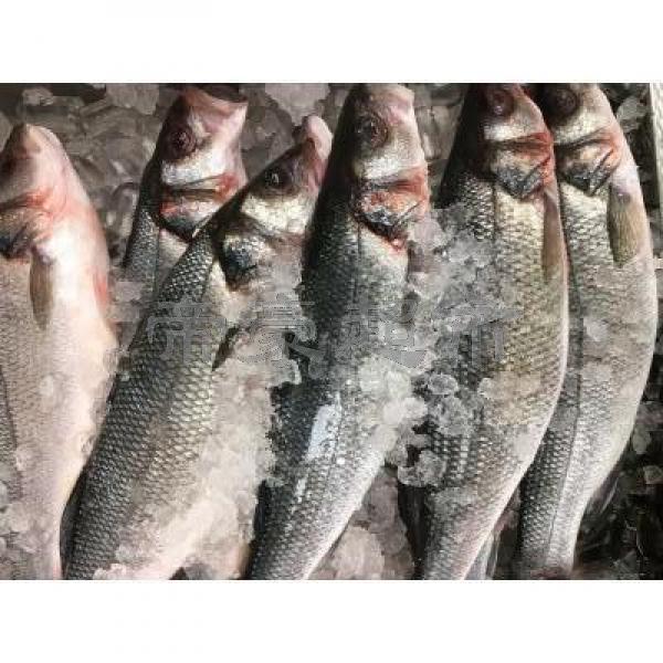 Fresh Sea Bass (whole box)