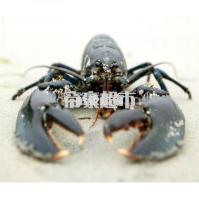 生猛苏格兰龙虾 £21.99 ...