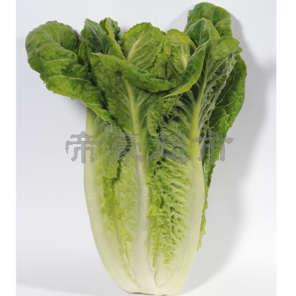 Sweet Romaine  