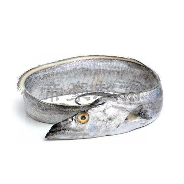 Ribbon fish(whole)