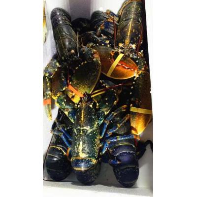 Lobster  19.99kg