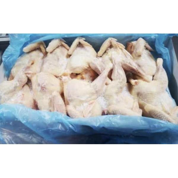 Mature chickens 10packs 