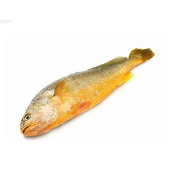 yellow croaker