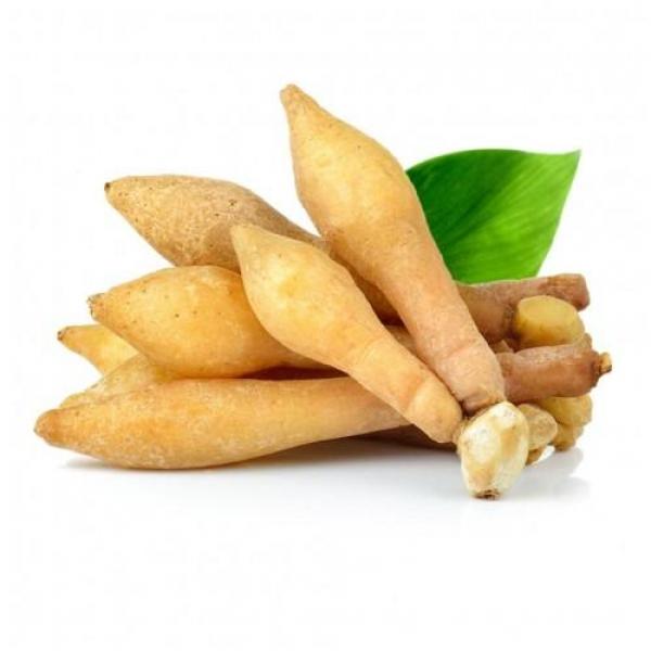 kaempfer 200g