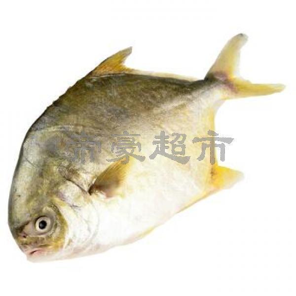 Golden Pomfret 3pcs