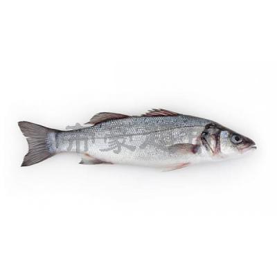 Fresh Seabass